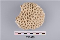 藏品(珊瑚化石)的圖片